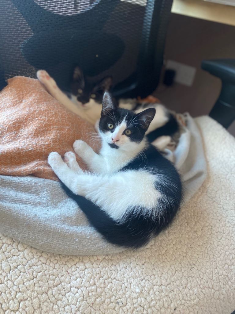 Black and white kitten. 9 weeks old - Ready to go