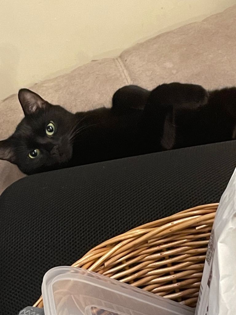 Black Cat for good home