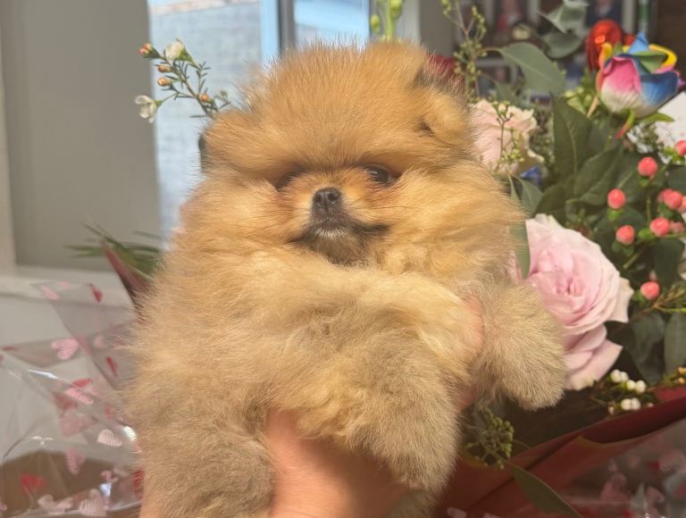 Stunning teddy bear pom *Ready to leave*