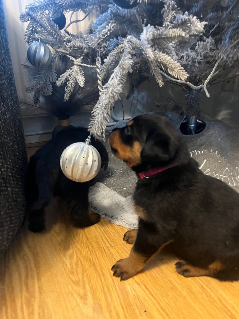 -Beautiful Rottweiler puppies (Burton on Trent)