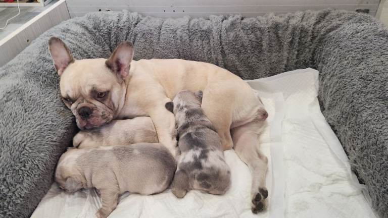 French bulldog puppies