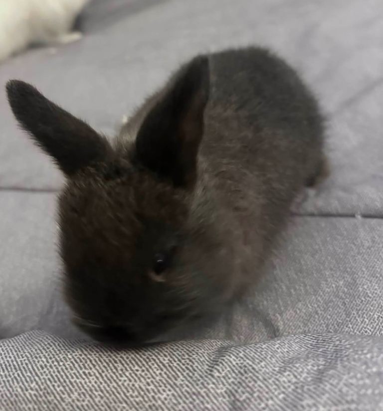 Female baby rabbit 