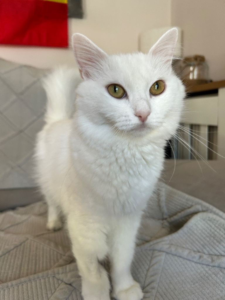 Persian cross cat almost 2 years old 