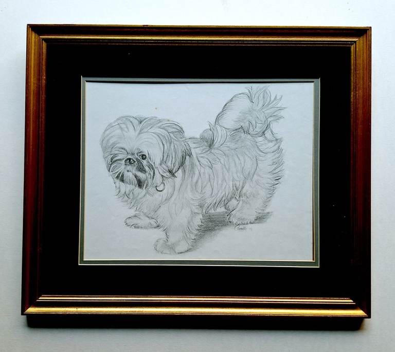  Original Artwork in Graphite Pencil Drawing Sketch Of A Shih Tzu Dog...Framed..