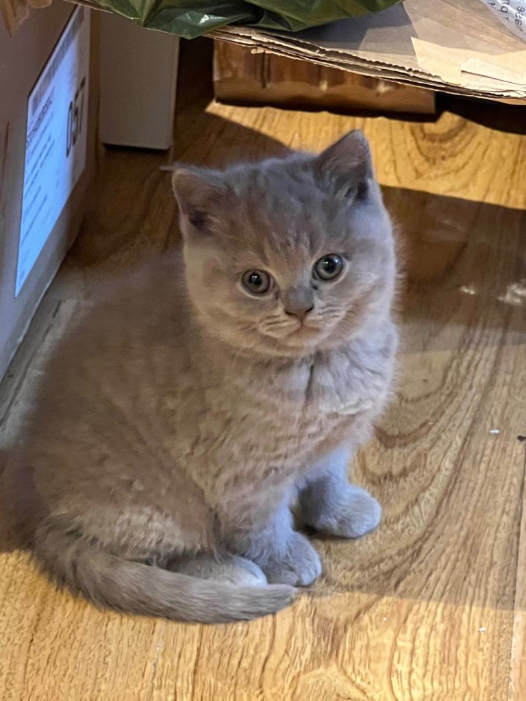 British Shorthair Kittens ready to leave 14.02.16 