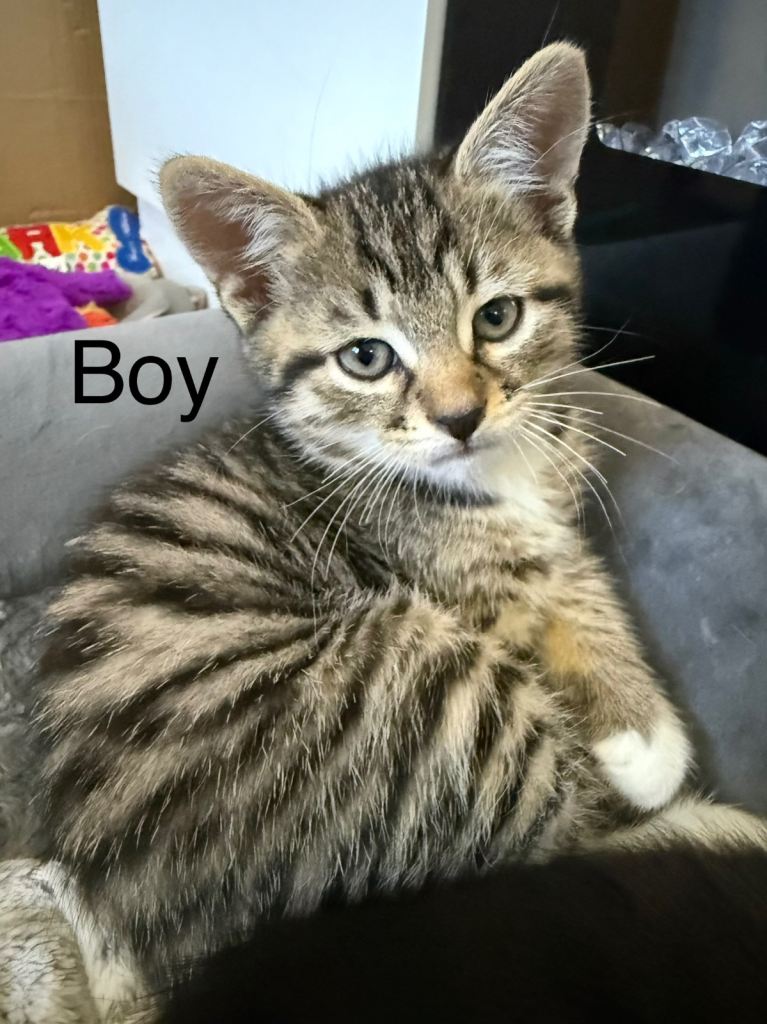 Kittens