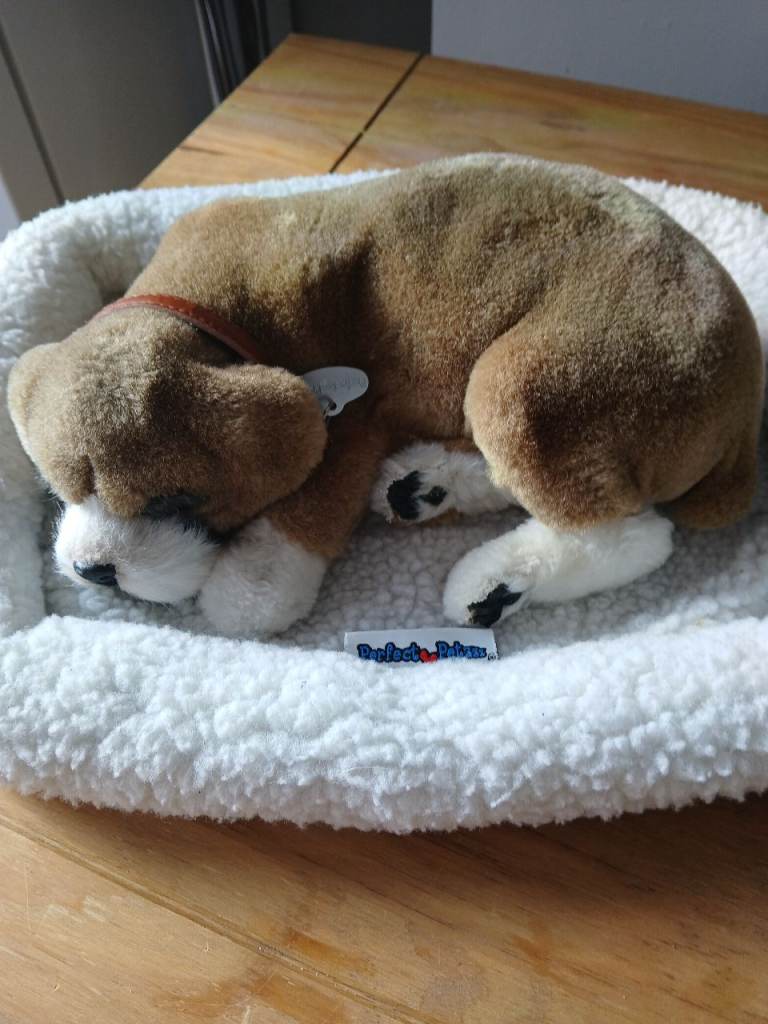 Sleeping snoring dog and bed 