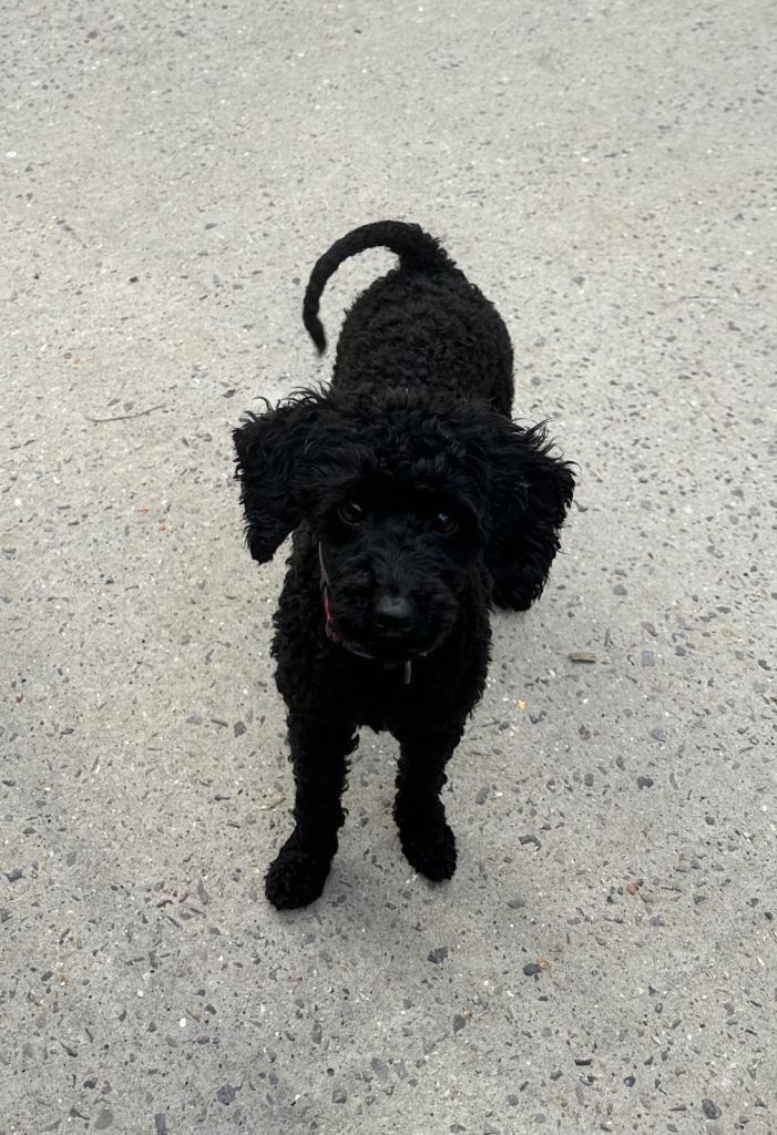 Mini poodle 