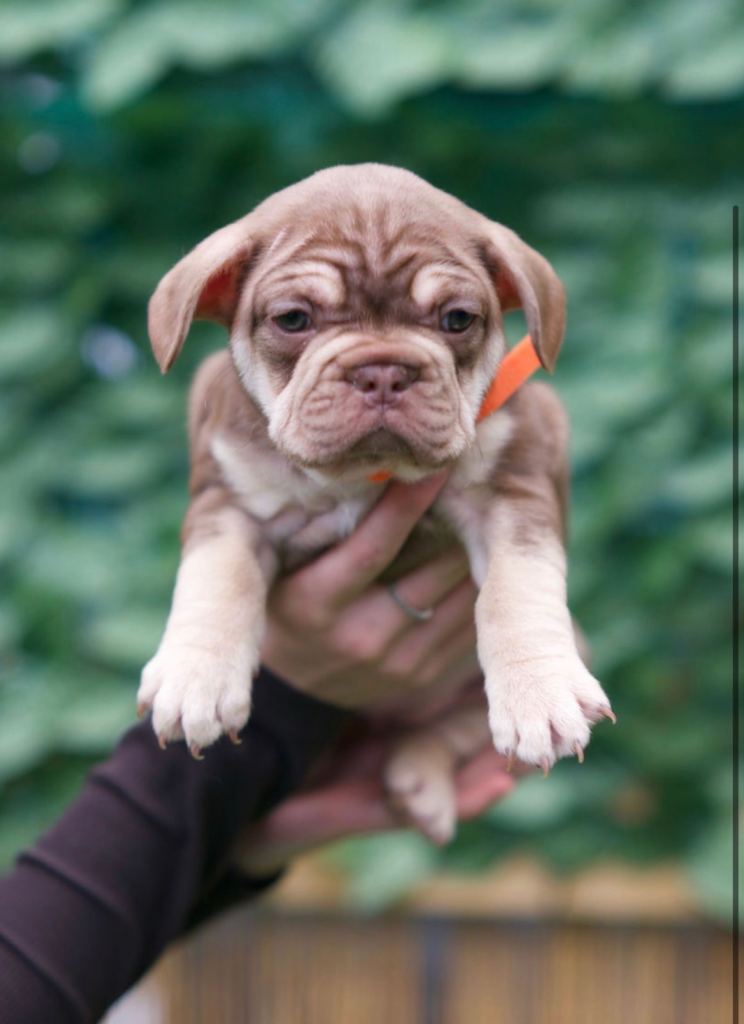 French bulldog puppy 
