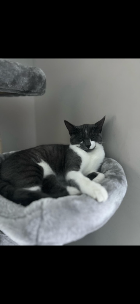 Cat looking for new home 