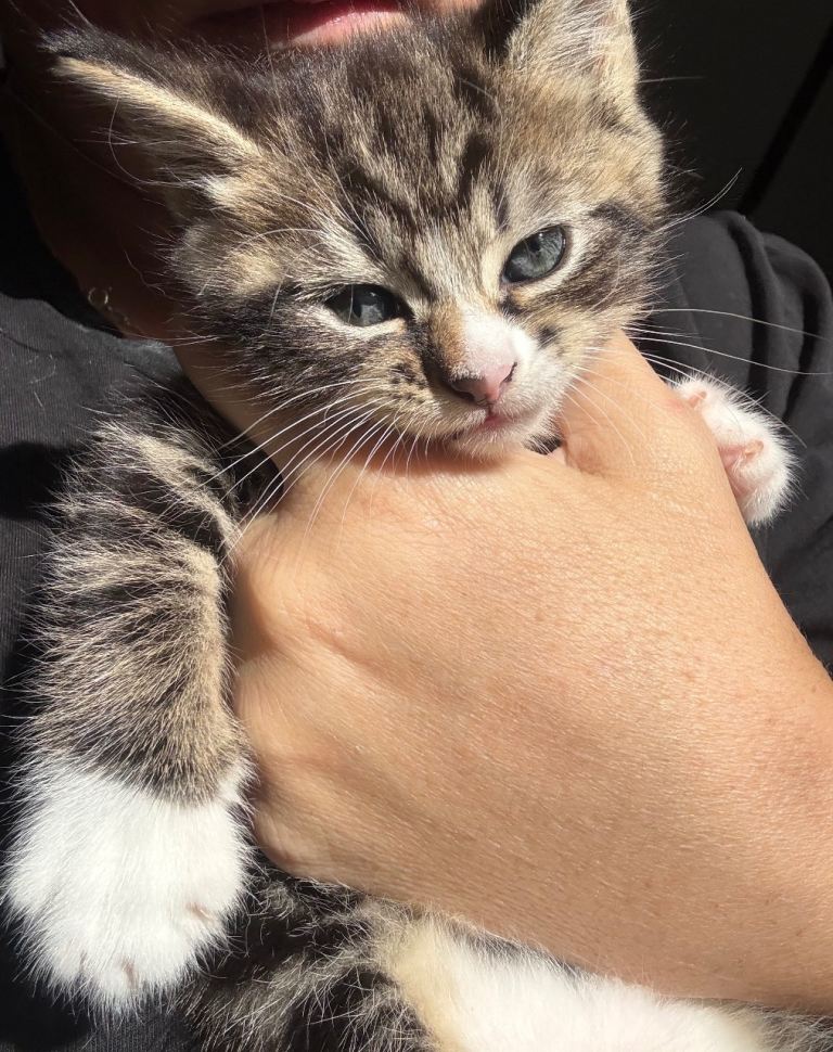 Beautiful kittens 