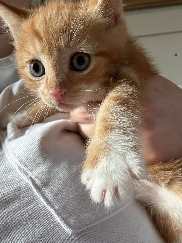 All kittens now sold 