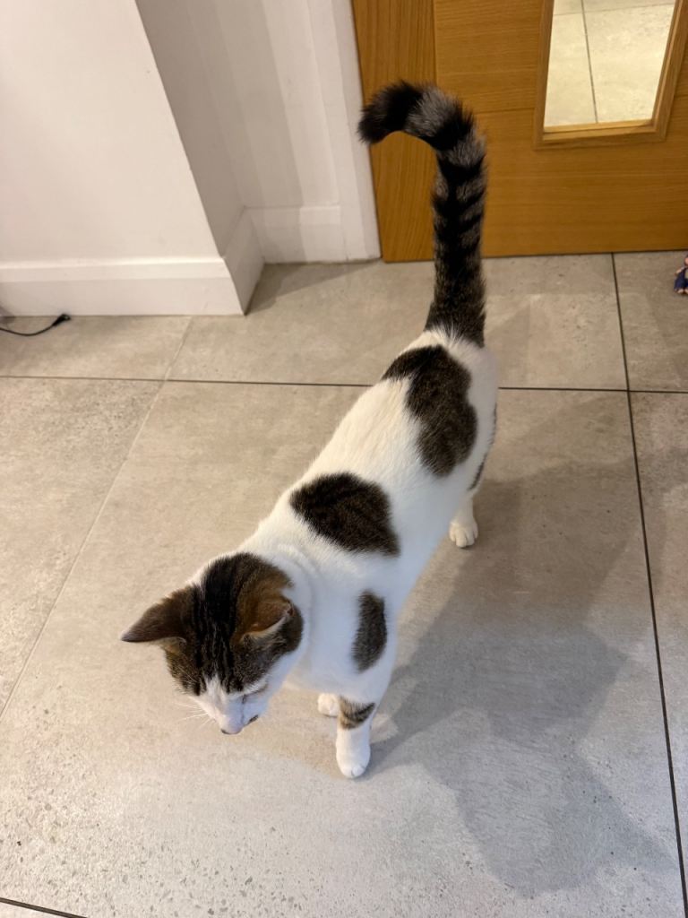 White and brown spotted cat for sale 