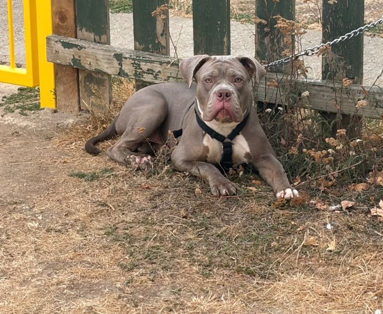 American bulldog 9 months 