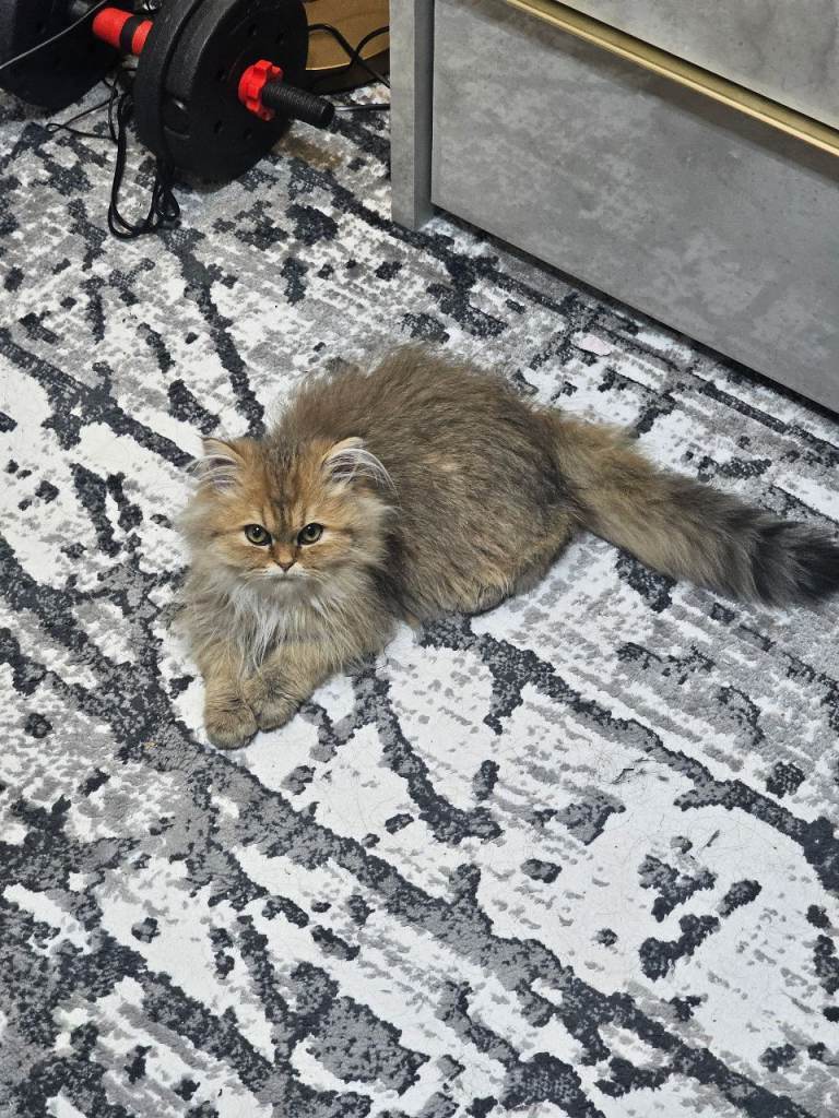 Pure Persian Kitten