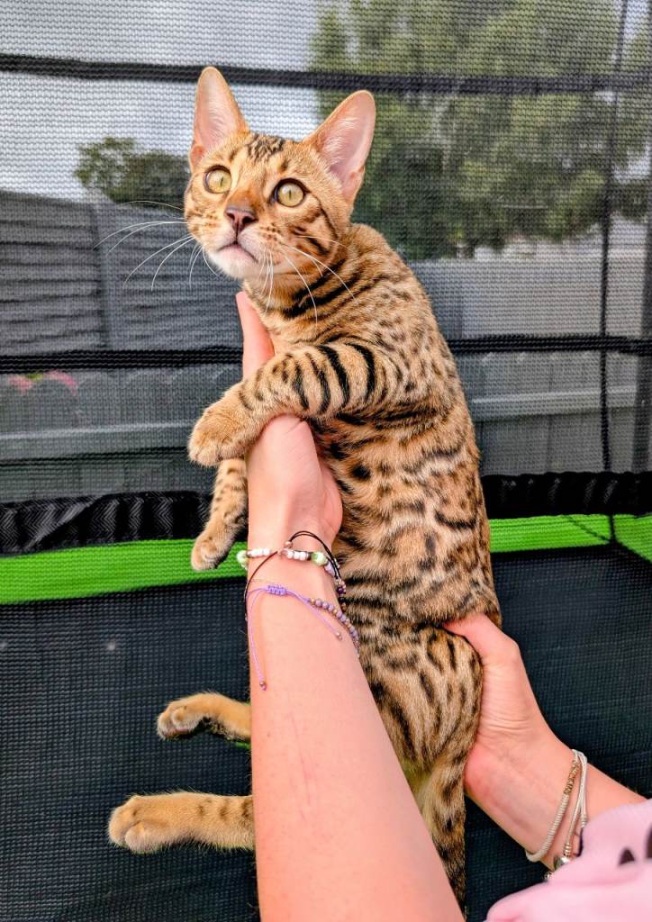 Bengal kitten registered with Tica 