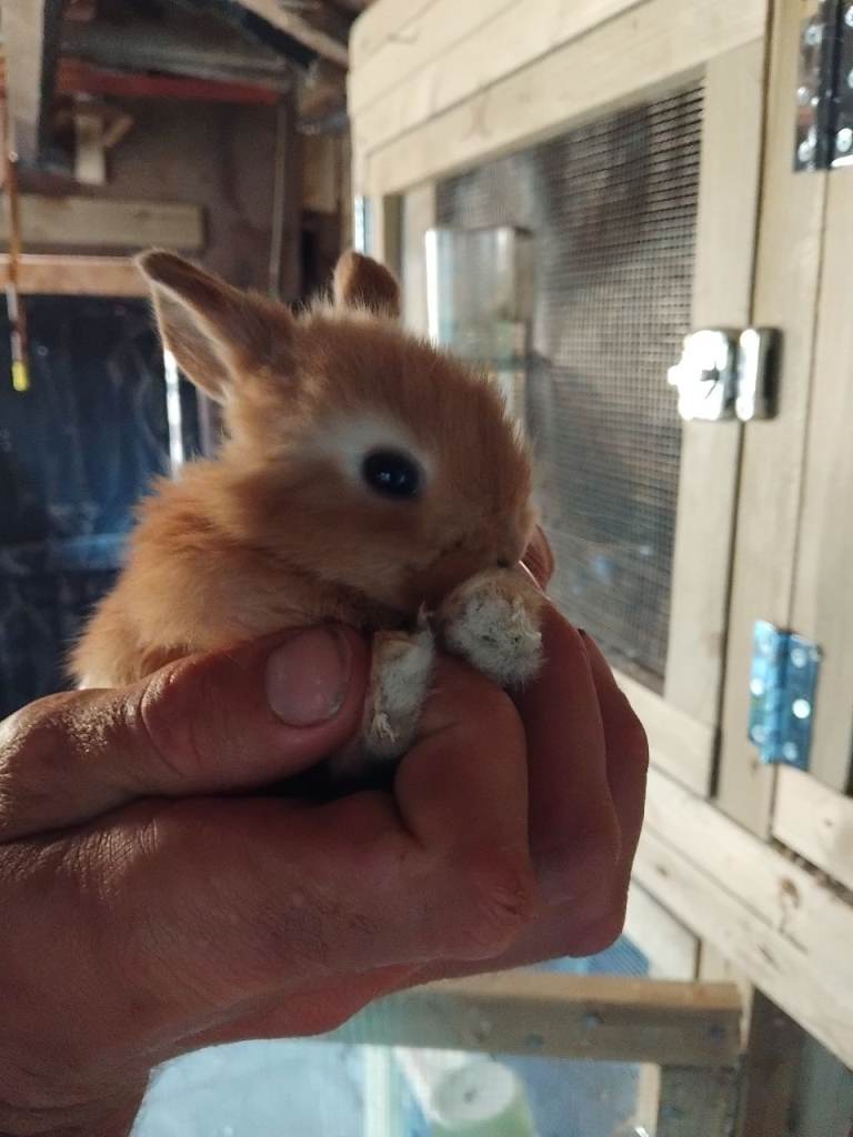 Baby lops