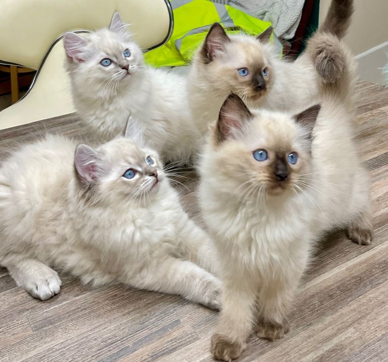 4 Beautiful purebred ragdoll kittens Sorry, all sold.