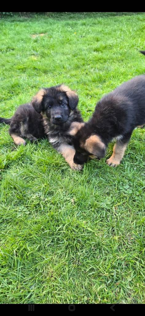 German shepherd puppies 