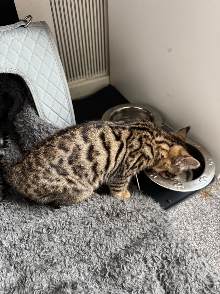 Half Bengal Half Tabby 