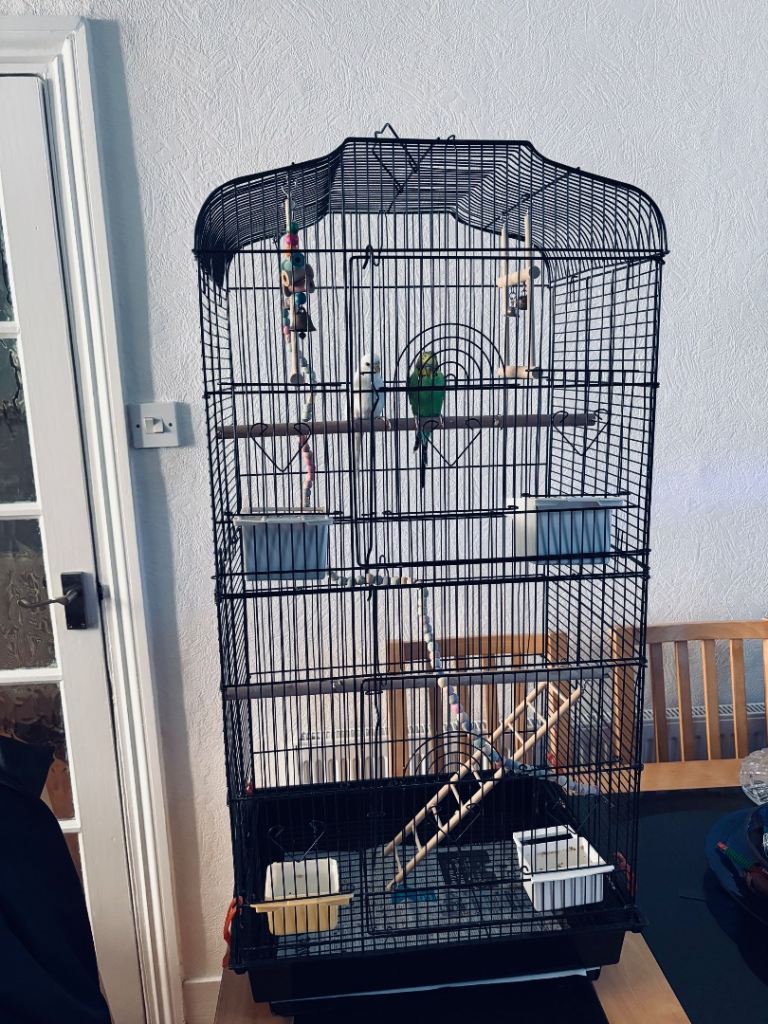2 budgies for sale with cage included 