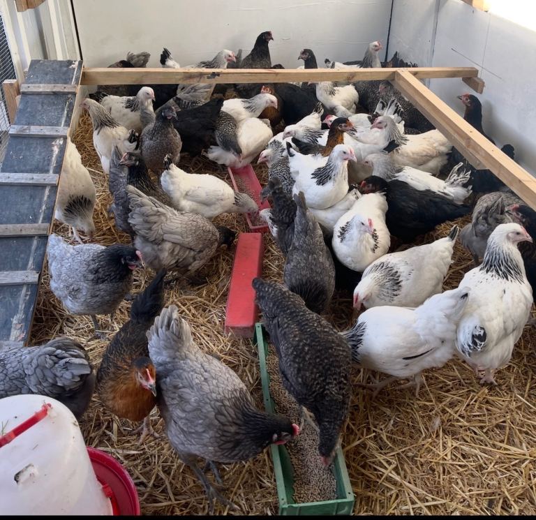 Chickens for sale 