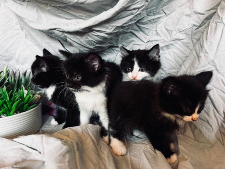 Fluffy Black Kittens 🐈‍⬛ 🐾 Female 🩷 Male  💙 looking for forever home 🏠 🐾 