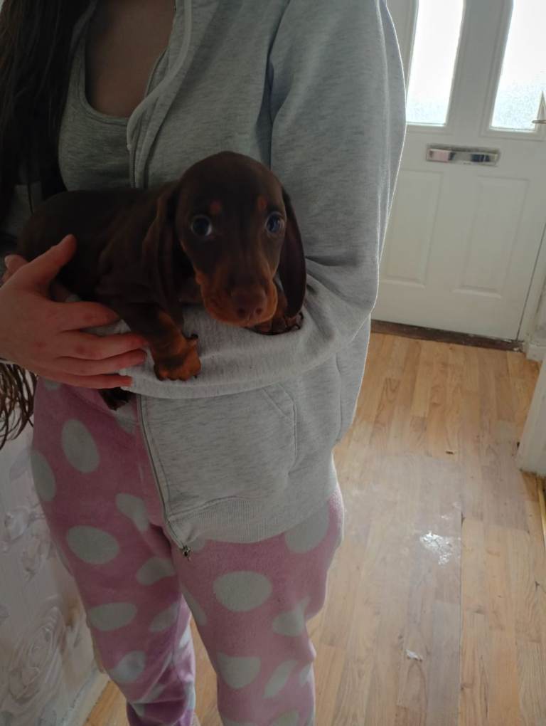Dachshund puppies 