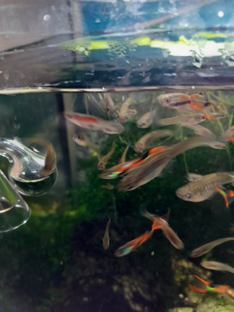 Guppies