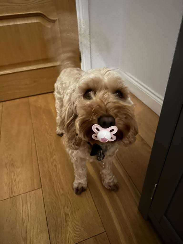 Cockapoo to a good home!