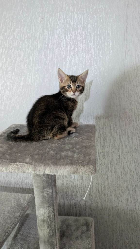 Beautifull kitty looking for home