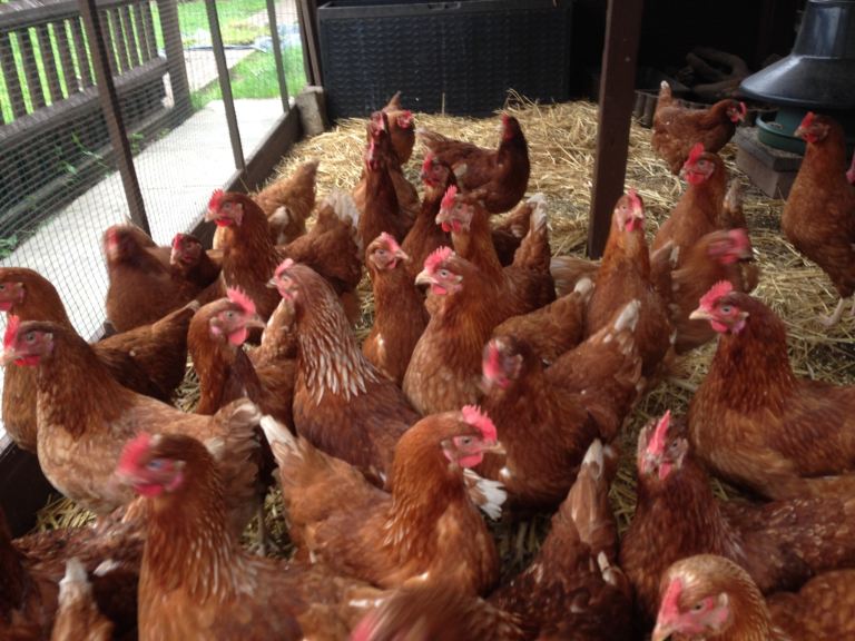 Lohmann hybrids fully vaccinated pol