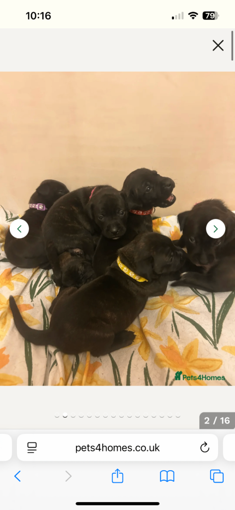 2x staff girls available 