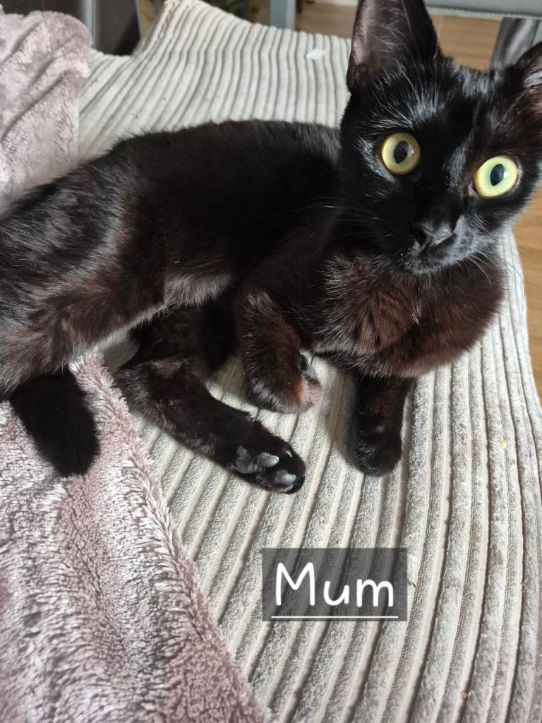 Adorable kitten for sale