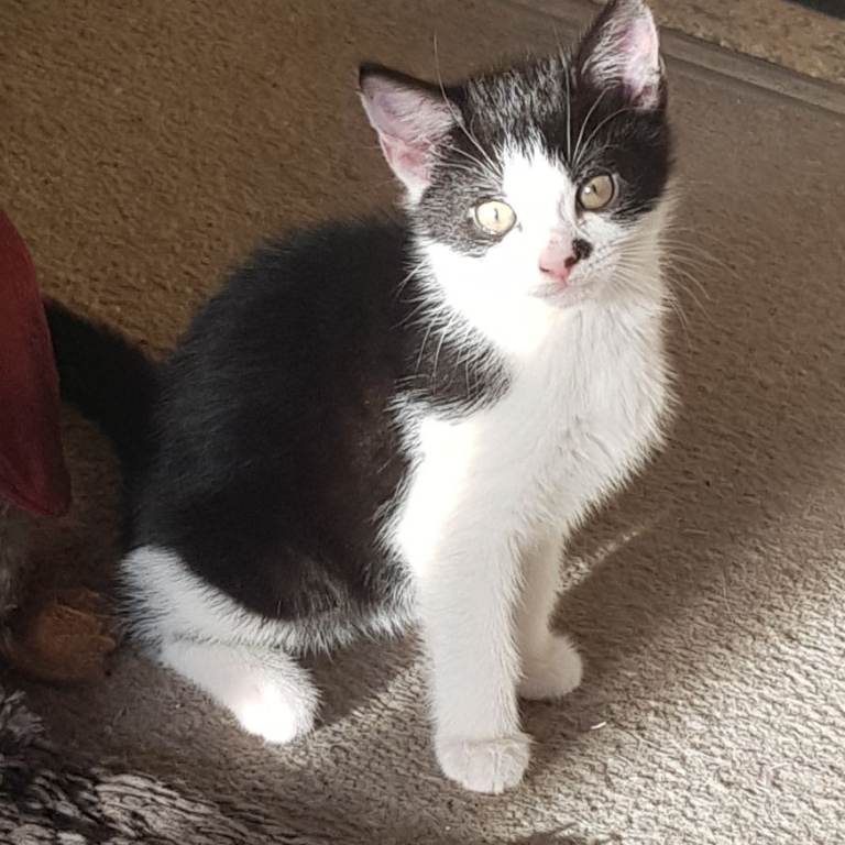 Kitten girl