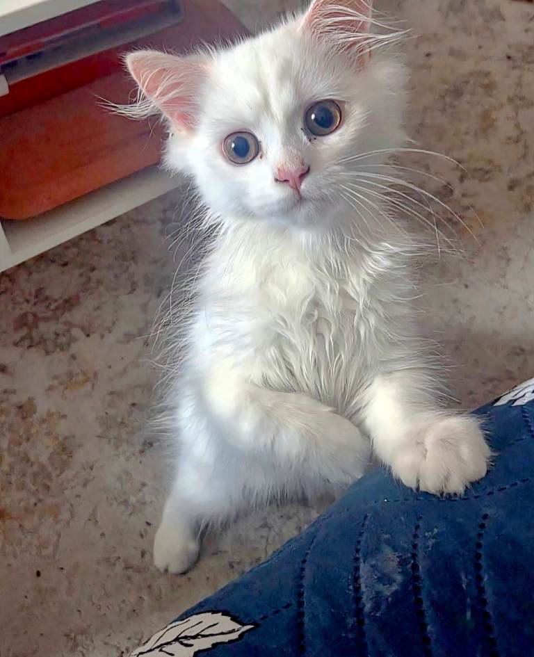 Beautiful White Persian Male Kitten - 12 Weeks Old