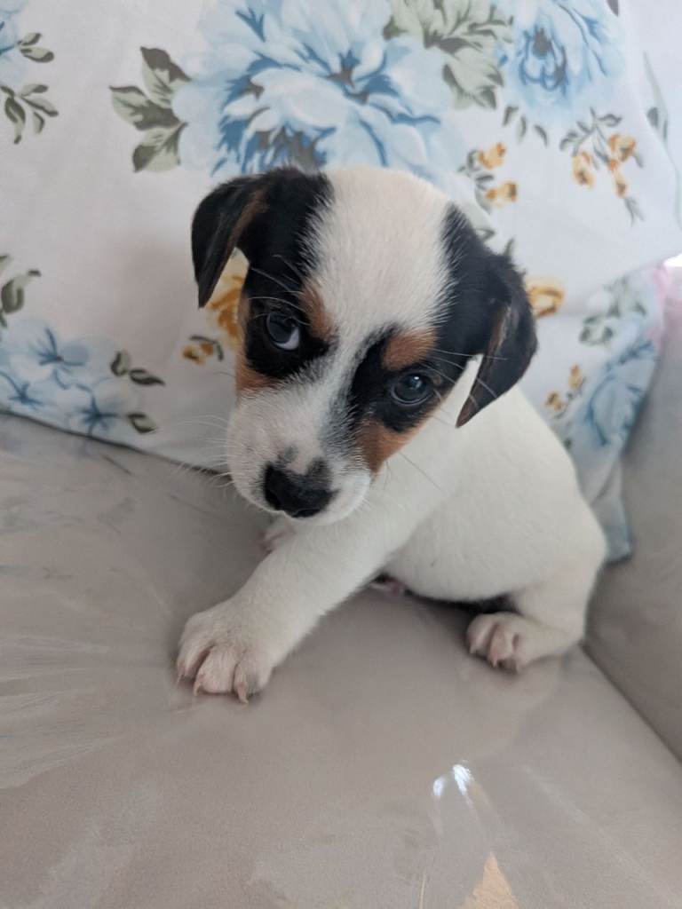 Jack Russells
