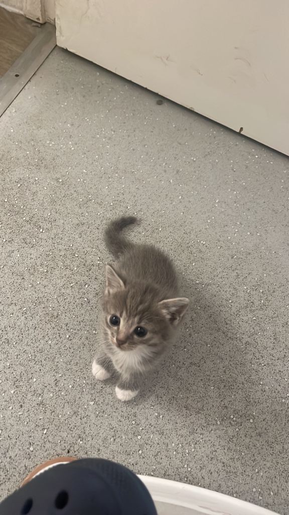 5 GREY BEAUTIFUL KITTENS FOR SALE 