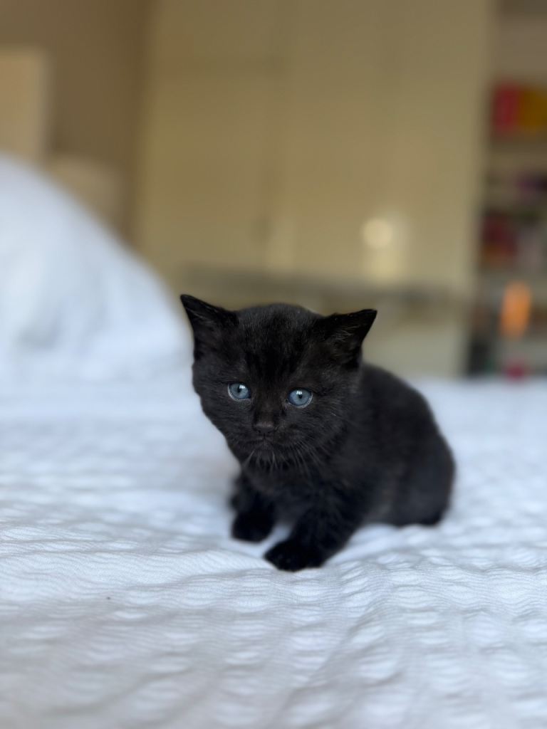 British black smoke kittens 