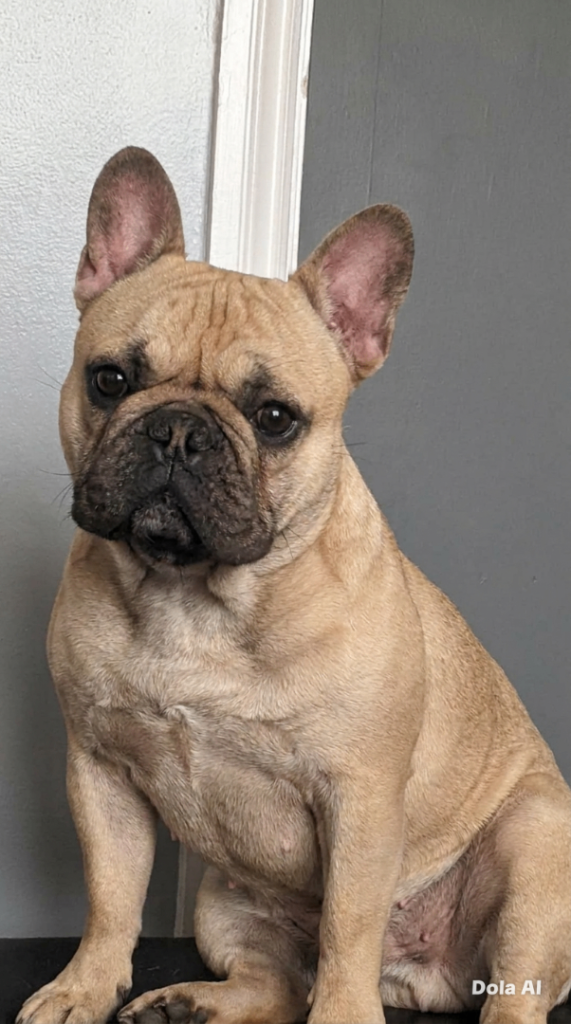 French bulldog (Female) 