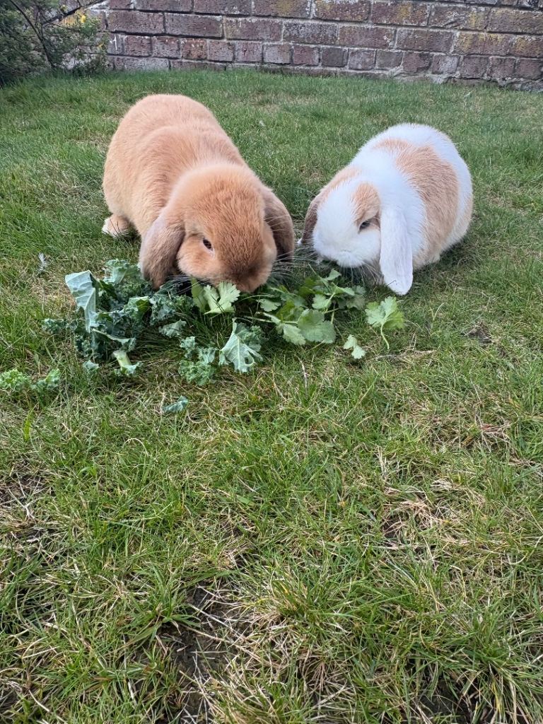 Brother&Sister Mini Lops!