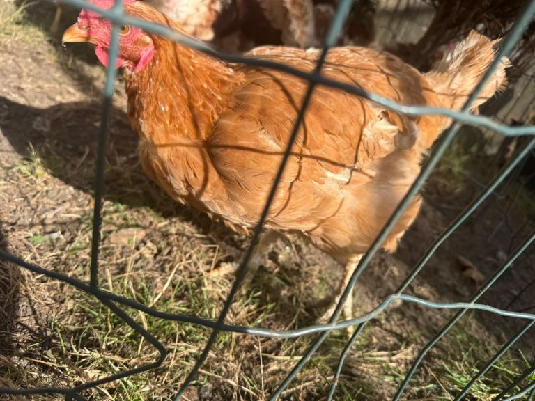 Hens /cage