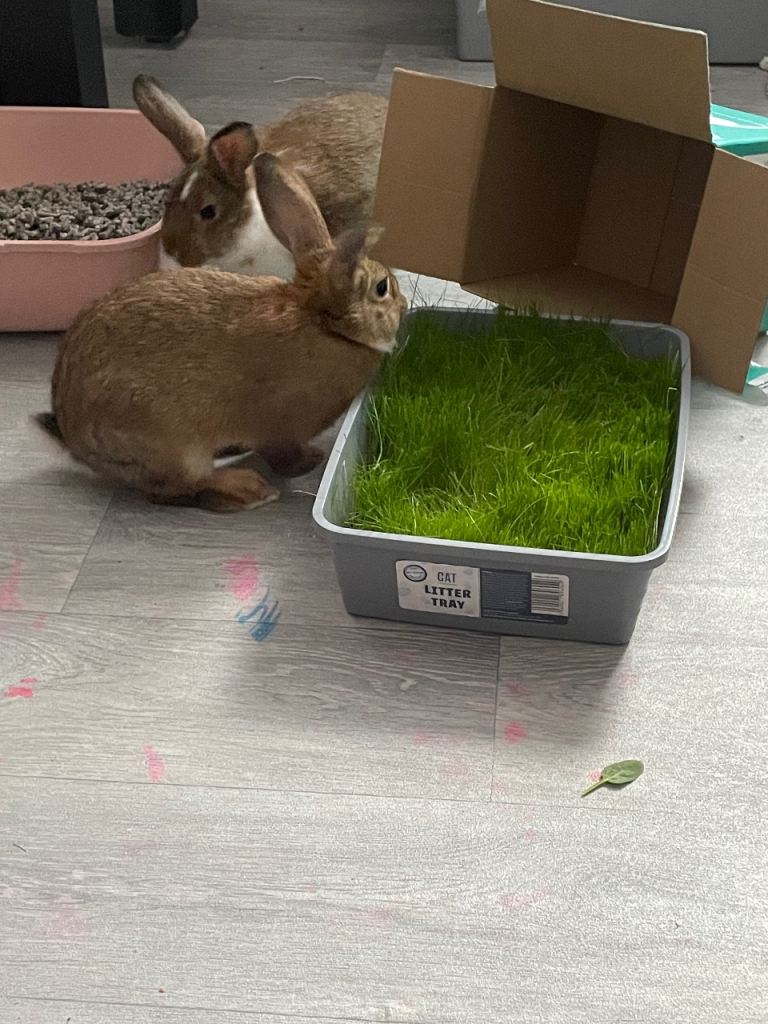 2 gorgeous bunny girls