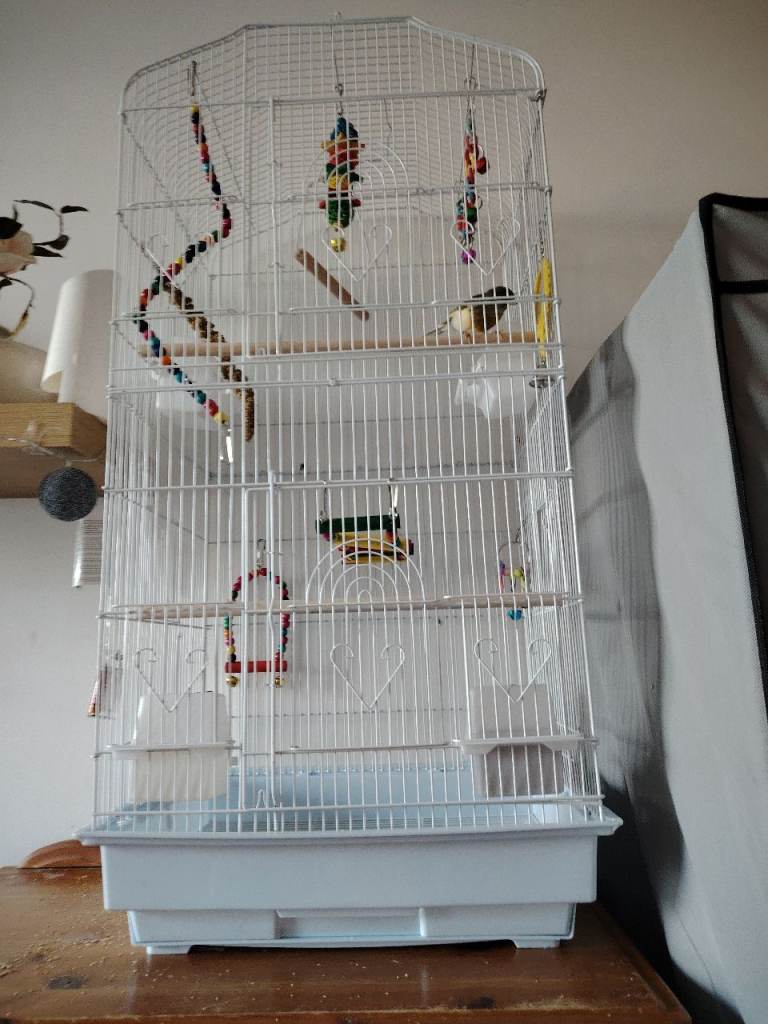 Beautiful canary in cage