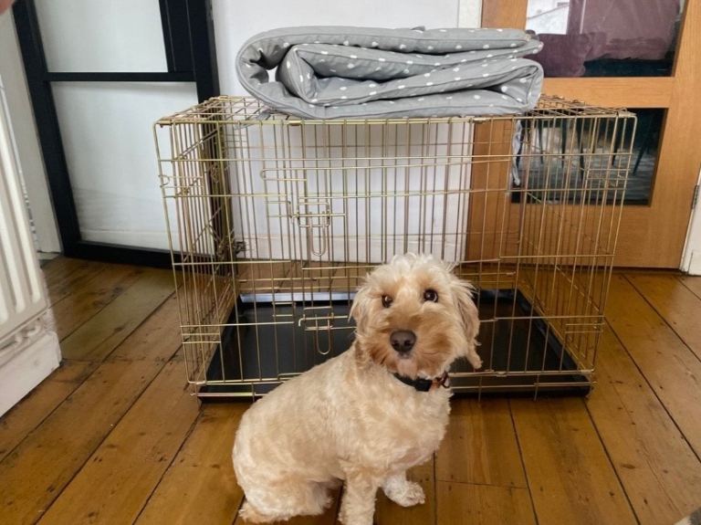 Dog crate - large, gold