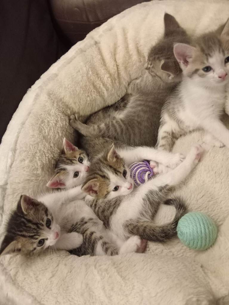 Kittens