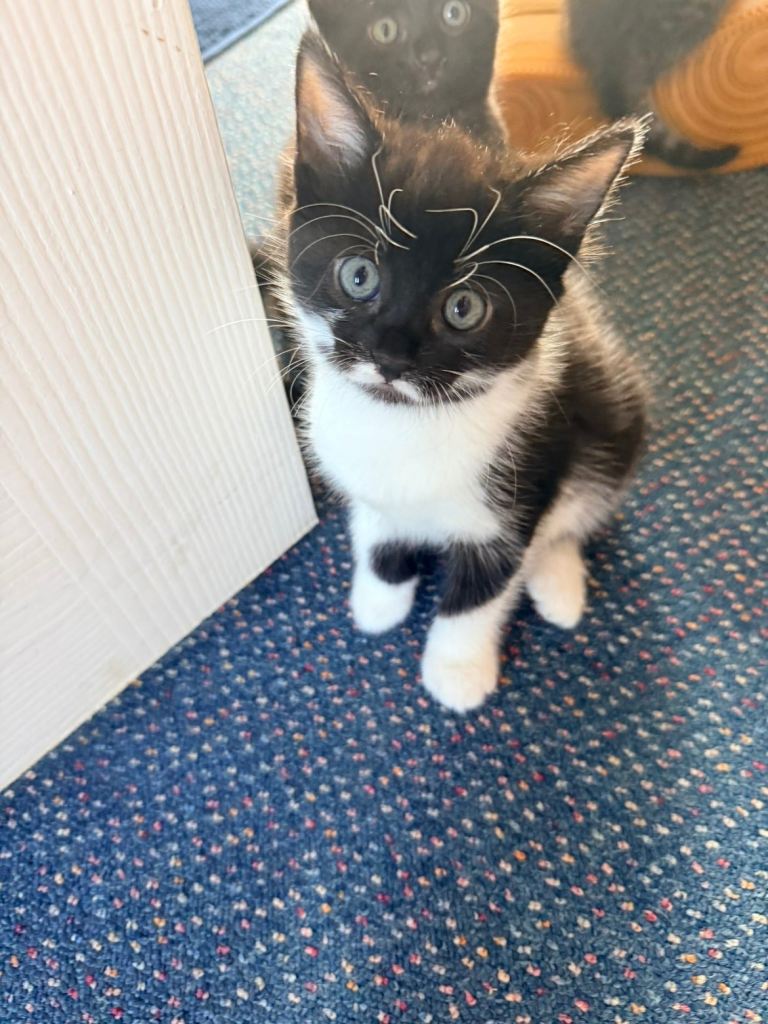 Adorable tabby Kittens Looking for a Loving Home