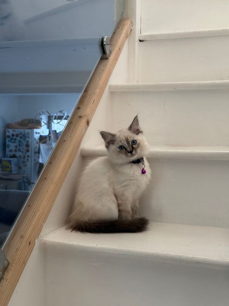 Ragdoll kittens 