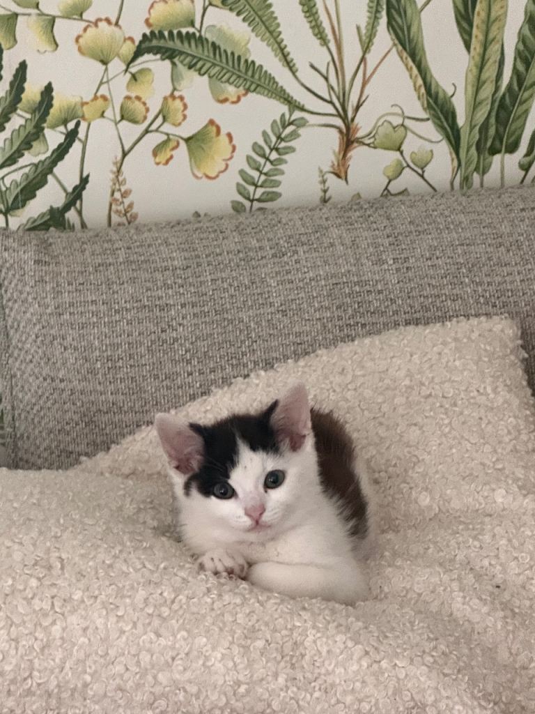 kitten for sale 