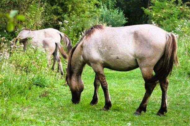 Opportunity in biodiverse, native equine holistic husbandry project operation
